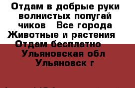 Отдам в добрые руки волнистых попугай.чиков - Все города Животные и растения » Отдам бесплатно   . Ульяновская обл.,Ульяновск г.